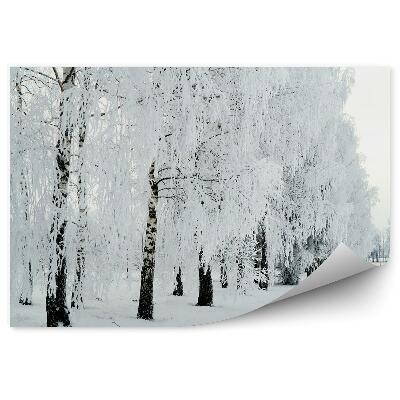 Öntapadós fotótapéta nyírfaerdő téli hó