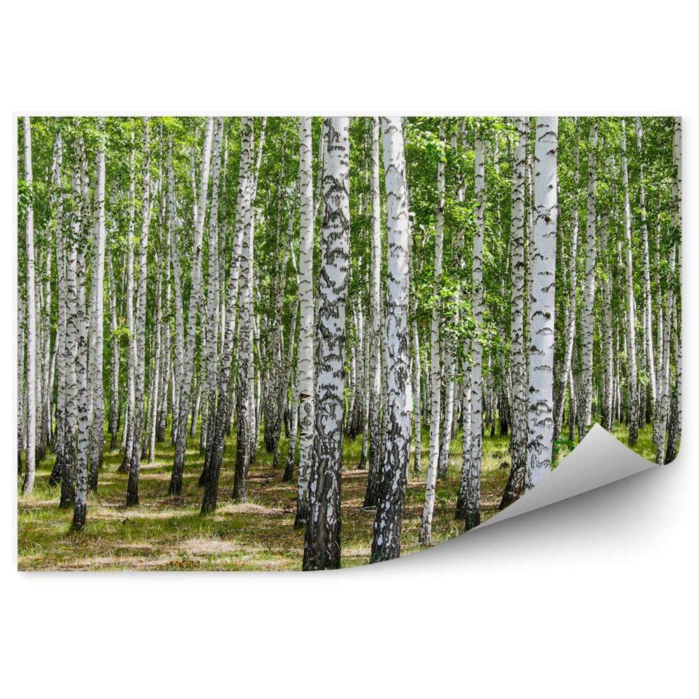 Öntapadós fotótapéta nyírfa erdő fű