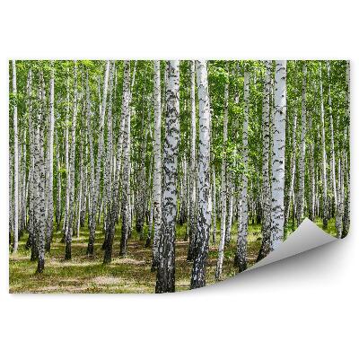 Öntapadós fotótapéta nyírfa erdő fű