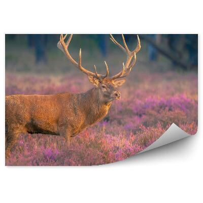 Öntapadós fotótapéta falra Egy hím szarvas a lápban