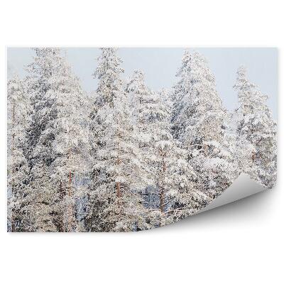 Öntapadó fotótapéta Téli erdő