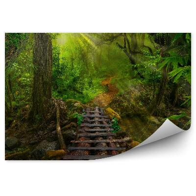 Fotótapéta ázsiai trópusi dzsungel fa sétaút