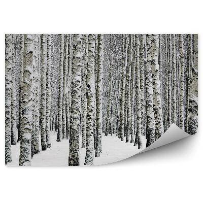 Öntapadó fotótapéta Téli nyírerdő
