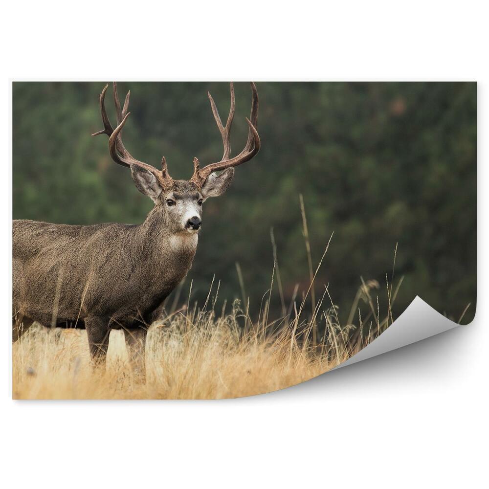 Öntapadó fotótapéta Szarvas a fű között, az erdő hátterében
