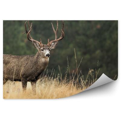 Öntapadó fotótapéta Szarvas a fű között, az erdő hátterében