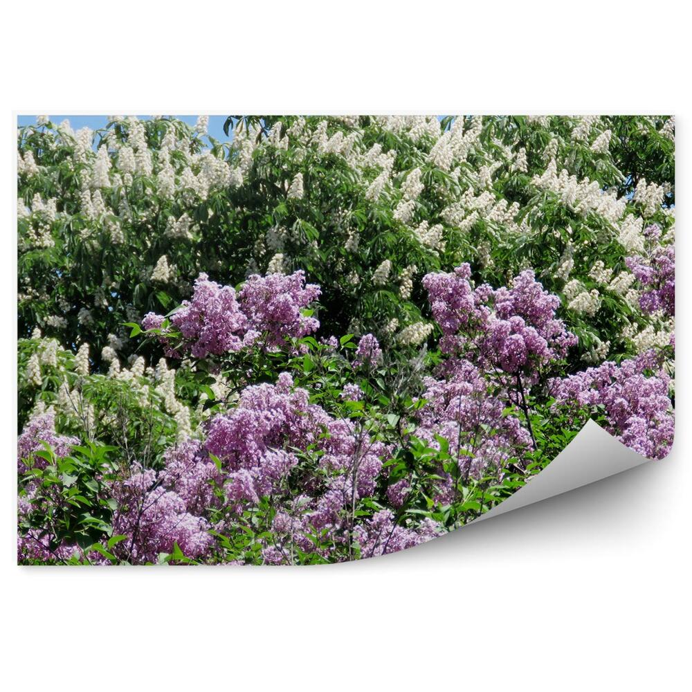 Poszter tapéta Rózsaszín és fehér lila virágok a növény levelei