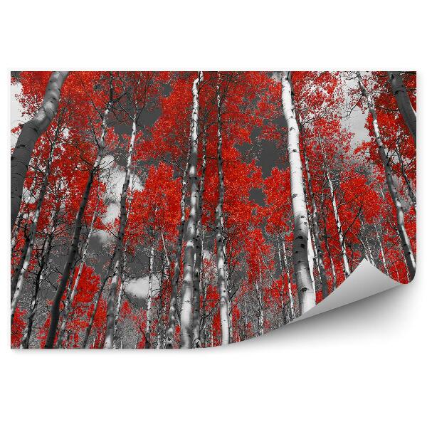 Öntapadós fotótapéta Színes vörös nyírfaerdő nyárfák