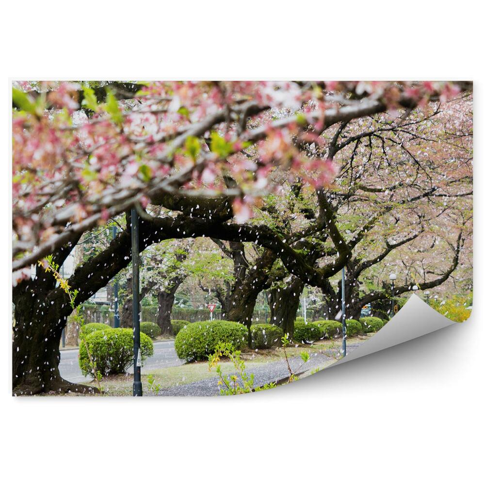 Fotótapéta cseresznyevirág fák bokrok fű út téli hó