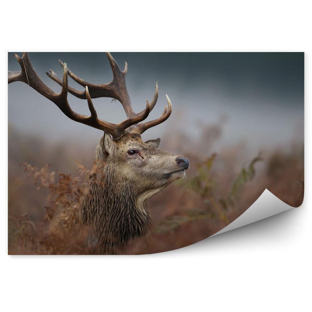 Öntapadós fotótapéta falra Szarvasfej a ködben