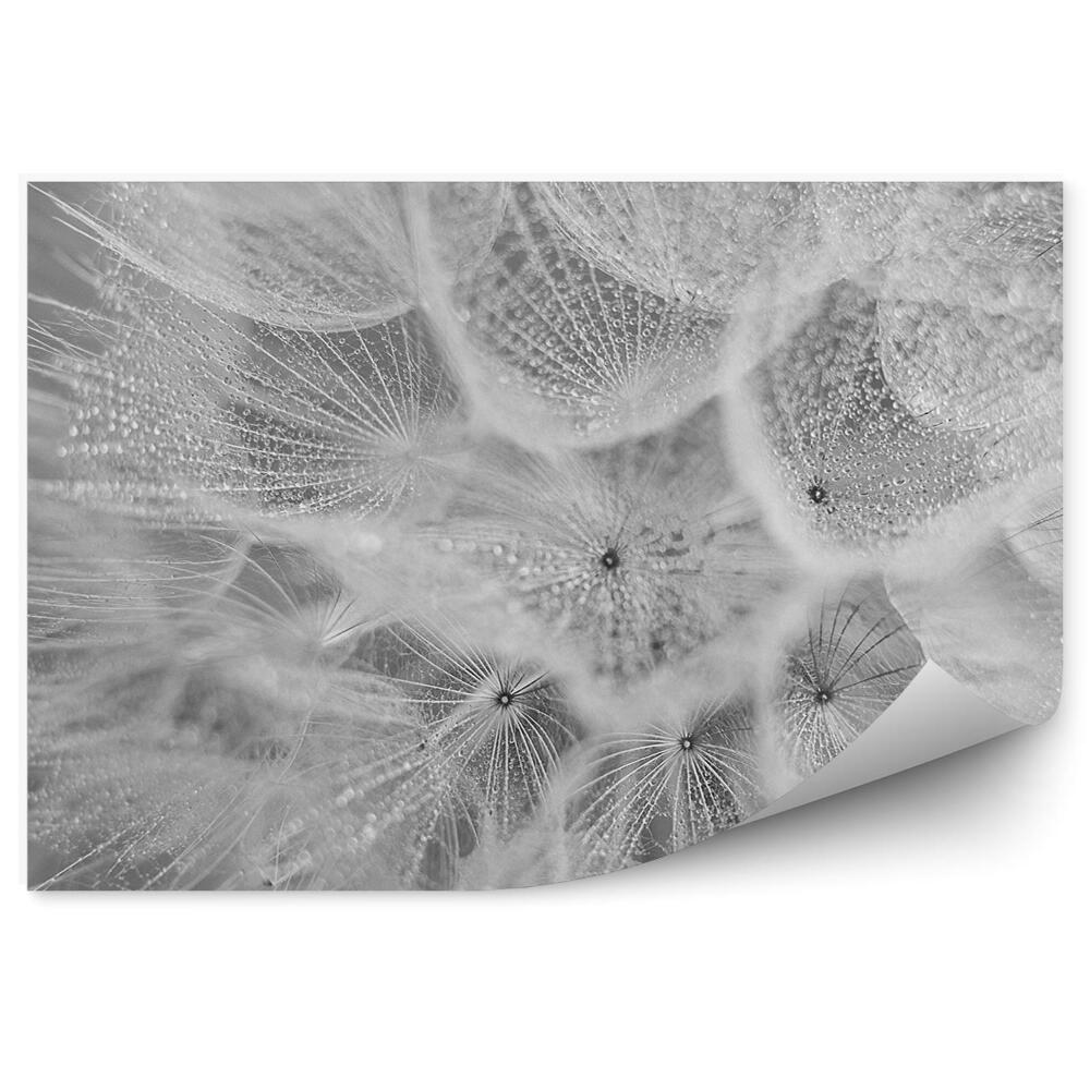 Fotótapéta Gyermekláncfű harmatcsepp