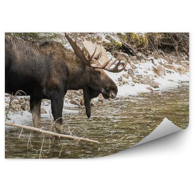 Poszter tapéta Egy hím jávorszarvas és egy hegyi patak