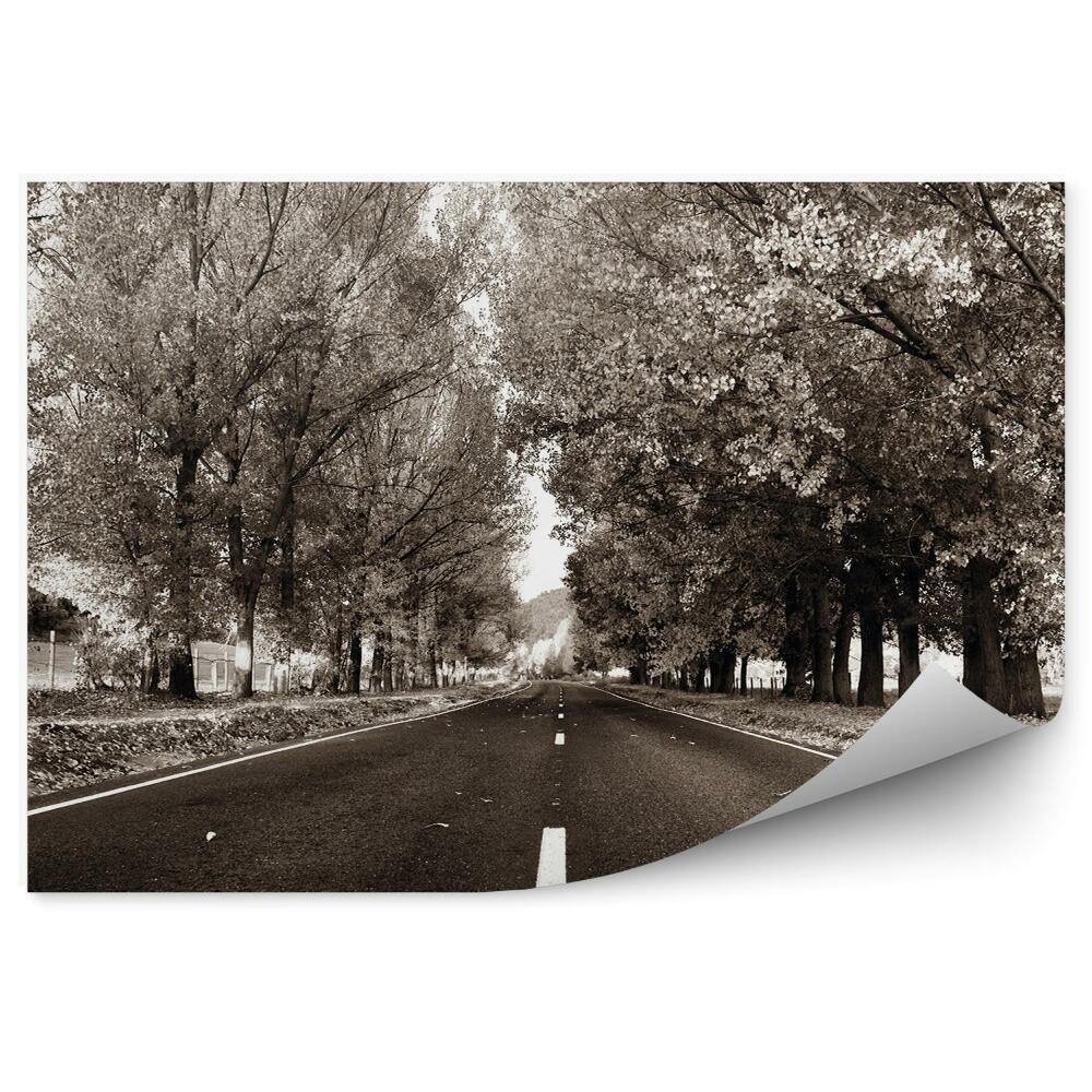 Öntapadó fotótapéta Út vidékre, fák, növényzet