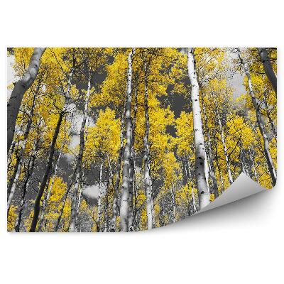 Öntapadós fotótapéta Színes fotó egy nyírfaerdő nyárfáiról