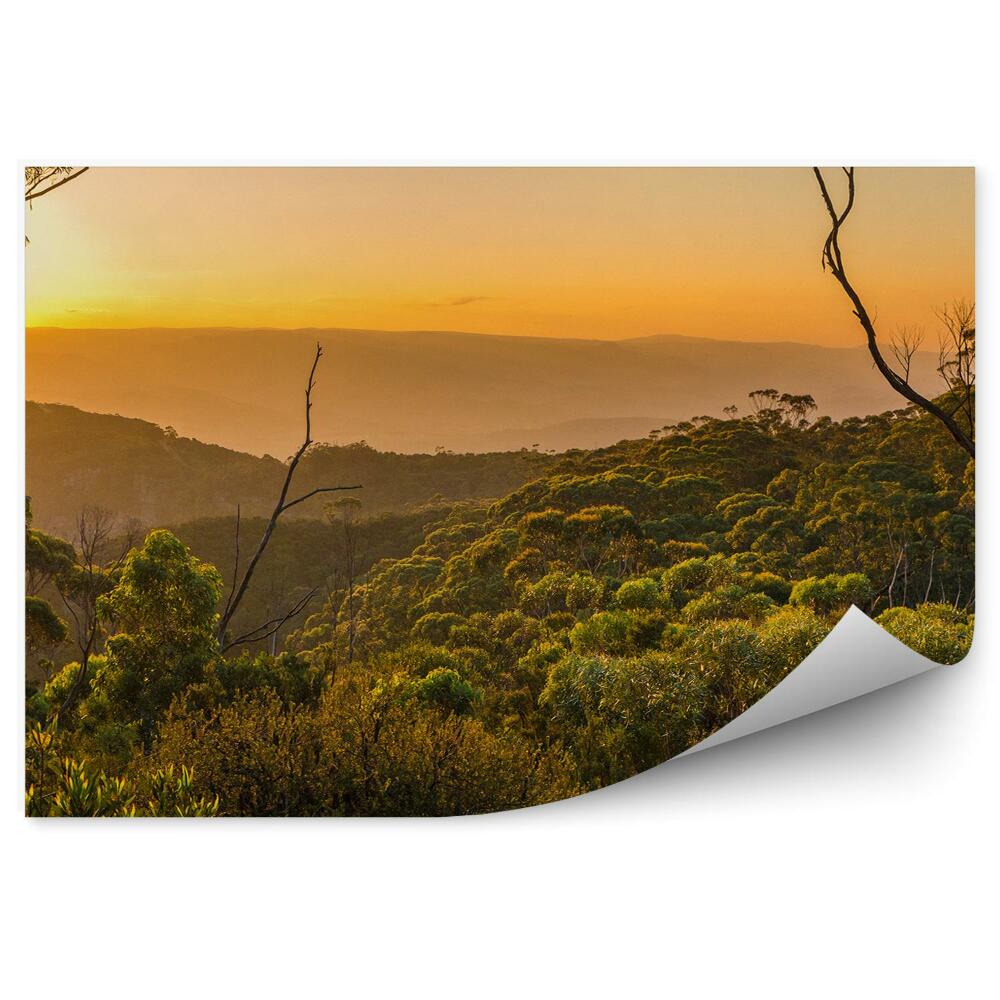 Modern fotótapéta Naplemente dzsungel növények fák természet