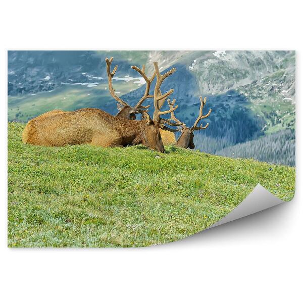 Öntapadós fotótapéta nyáj állatok pihenés hegyek tisztás fű