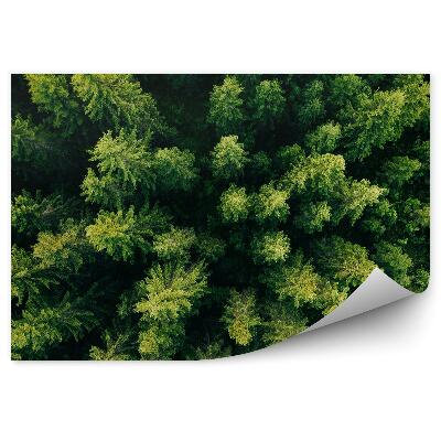 Öntapadós fotótapéta Zöld karácsonyfák légi felvétel erdő