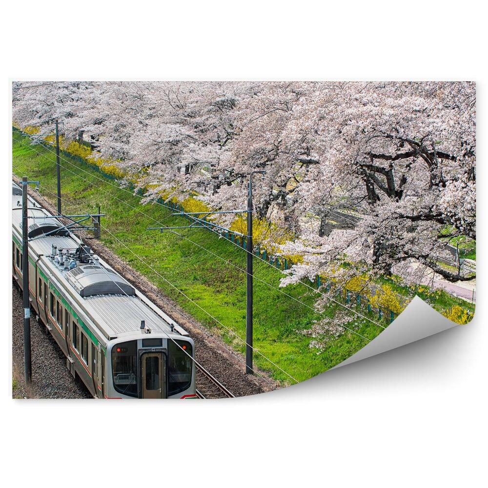 Öntapadós fotótapéta Vonattalálatok Japán cseresznyevirágzó természetben