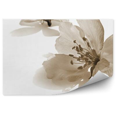 Fotótapéta Apple blossom fehér háttér retro stílusú