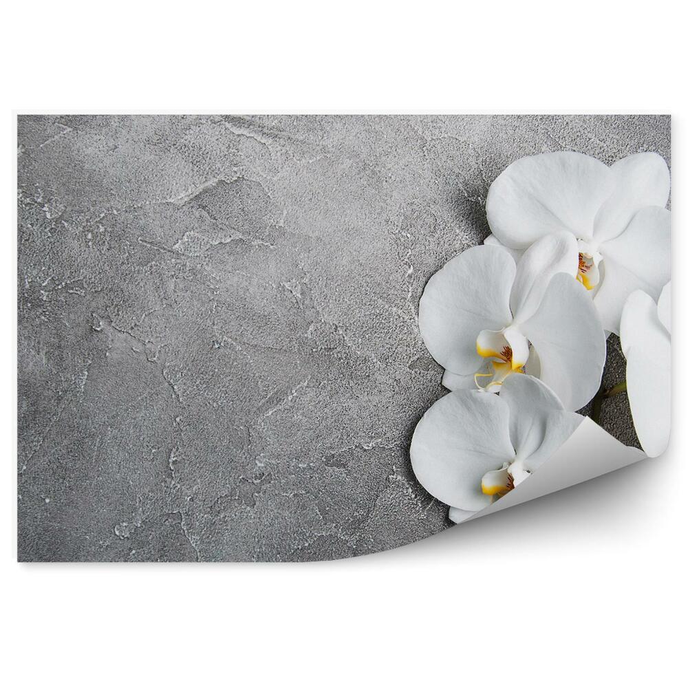 Fotótapéta Fehér beton orchidea