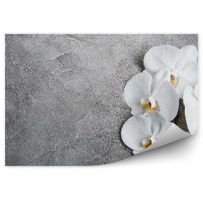 Fotótapéta Fehér beton orchidea