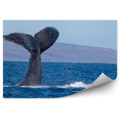 Poszter tapéta farka púpos bálna óceán Hawaii