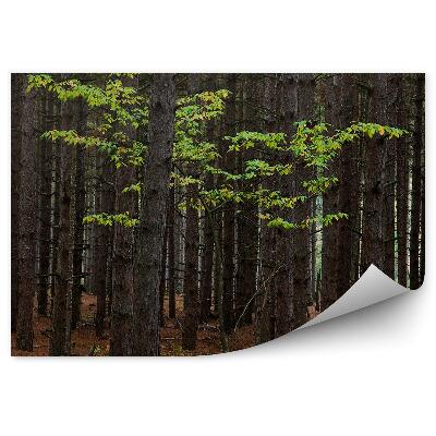 Öntapadós fotótapéta falra Juharfák erdő