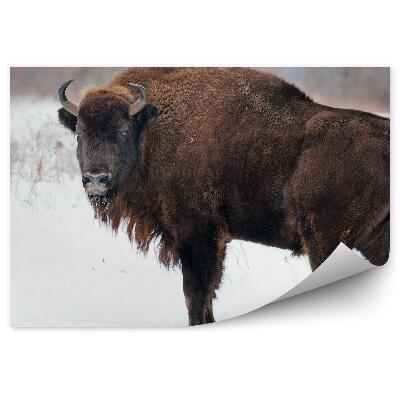 Öntapadós fotótapéta falra Bölény a hóban