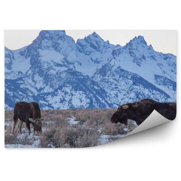 Öntapadós fotótapéta falra Jávorszarvas a hegyi réten