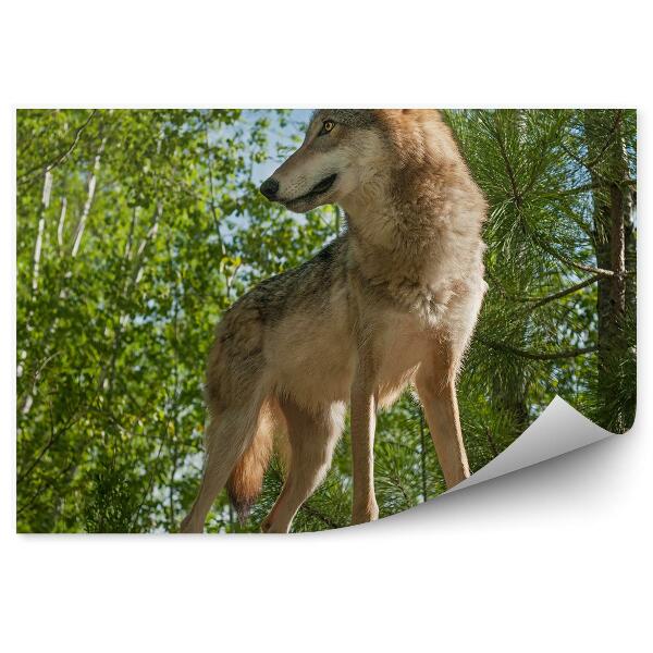 Öntapadós fotótapéta Farkas egy szikla erdei fák