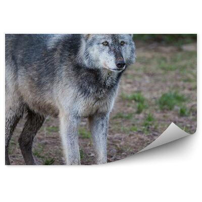 Öntapadó fotótapéta Szürke farkas erdő fák természet