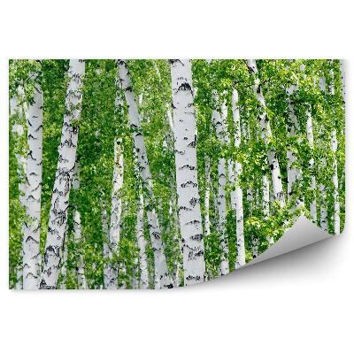 Öntapadós fotótapéta Nyírfa zöld levelek nyáron