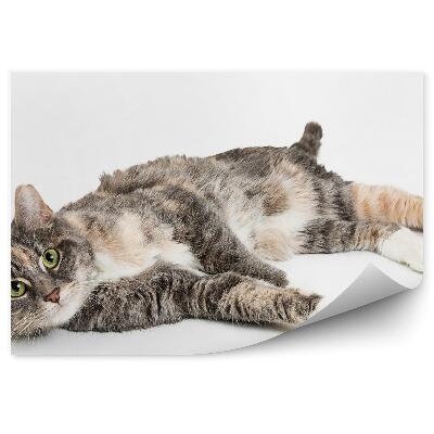 Öntapadós fotótapéta falra Az oldalán fekvő macska zöld szeme pihen, fehér háttér