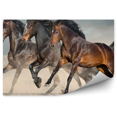 Poszter tapéta Vad sötét lovak sivatagi homokpor