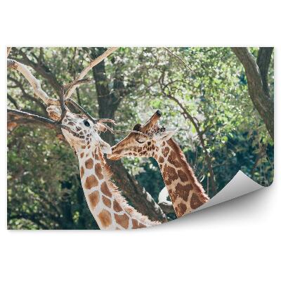 Öntapadós fotótapéta falra Két zsiráf a fák hátterében