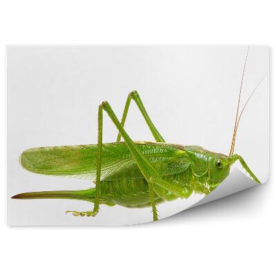 Öntapadós fotótapéta Zöld szöcske állat