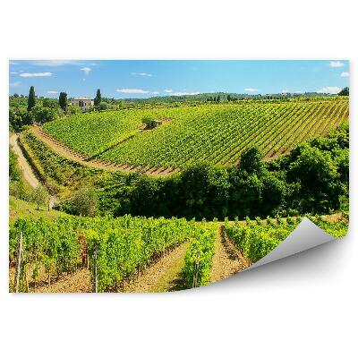 Fotótapéta Toszkána szőlőskert égbolt felhői