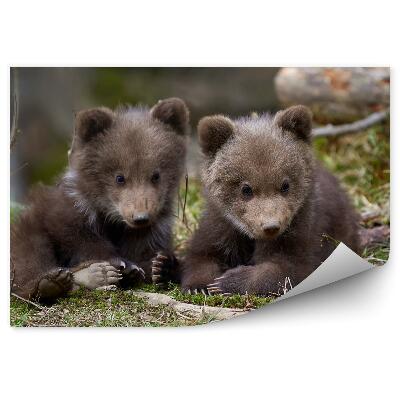 Fotótapéta Kis medvék szórakoznak