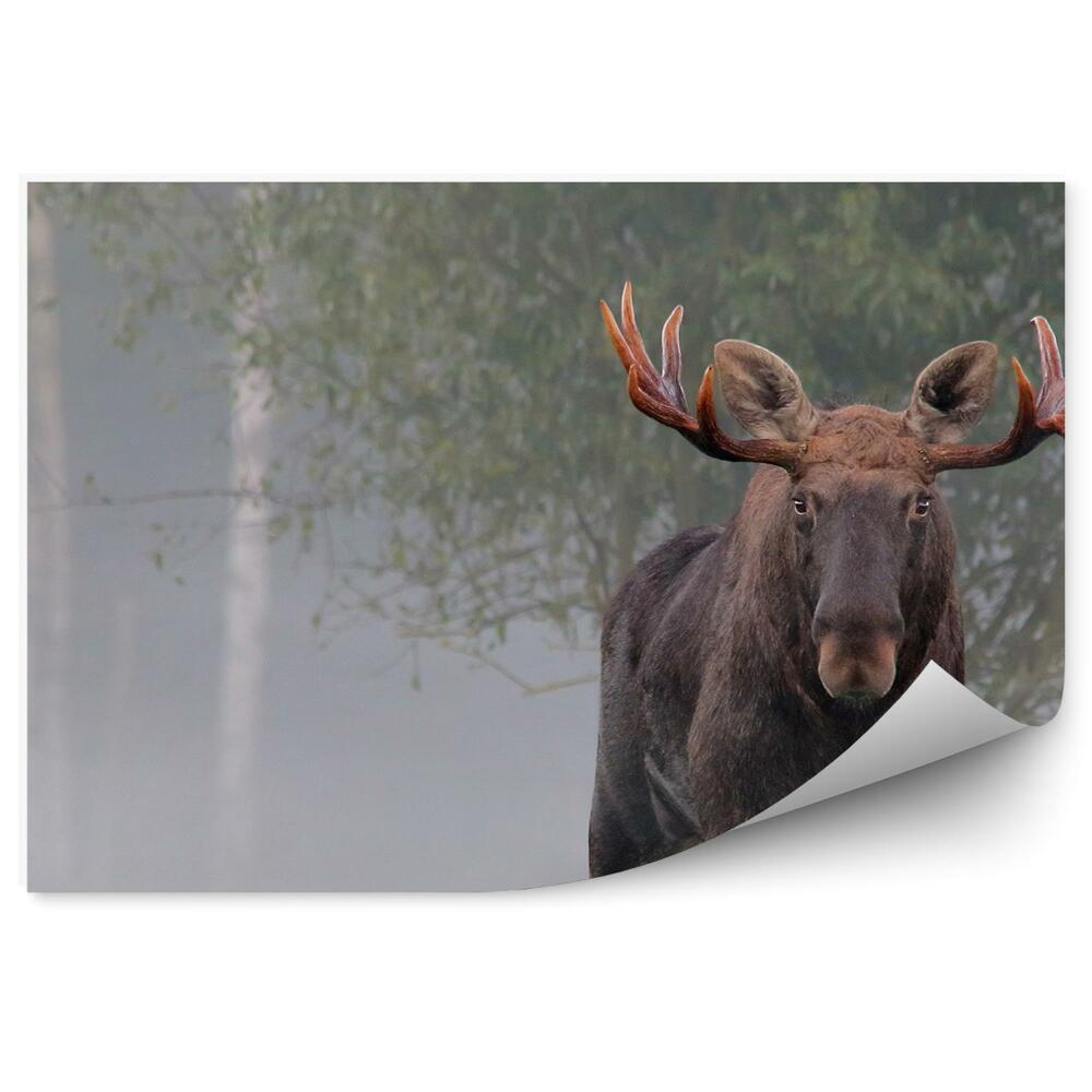 Modern fotótapéta Hím jávorszarvas őszi ködben