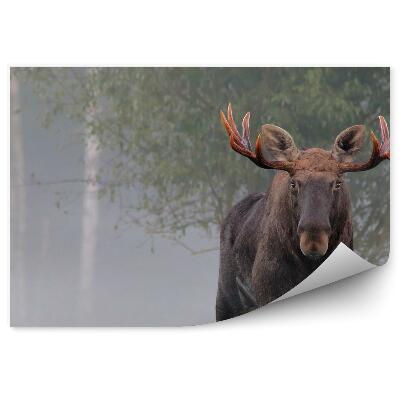 Modern fotótapéta Hím jávorszarvas őszi ködben