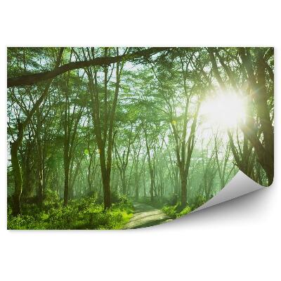 Öntapadós fotótapéta falra Esőerdő dzsungel