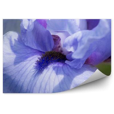 Fotótapéta Lila írisz virág zöld háttér