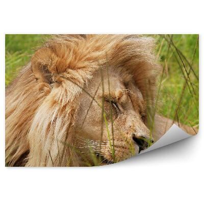 Modern fotótapéta Dél-Afrika nyugvó oroszlán
