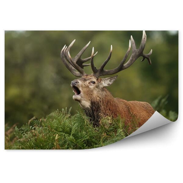 Fotótapéta Ordító szarvasok és páfrányok