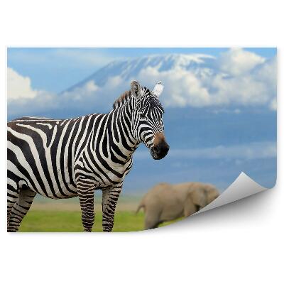 Fotótapéta Zebra és elefántok a Kilimandzsáró hátterében