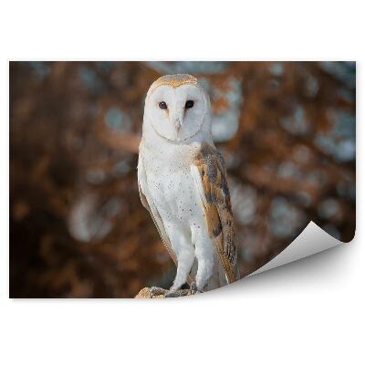 Öntapadó fotótapéta Fülesbagoly a háttérben az őszi erdőben