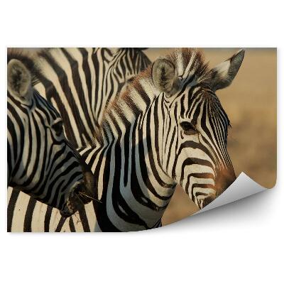 Öntapadós fotótapéta Zebrák, három egyedből álló csoport