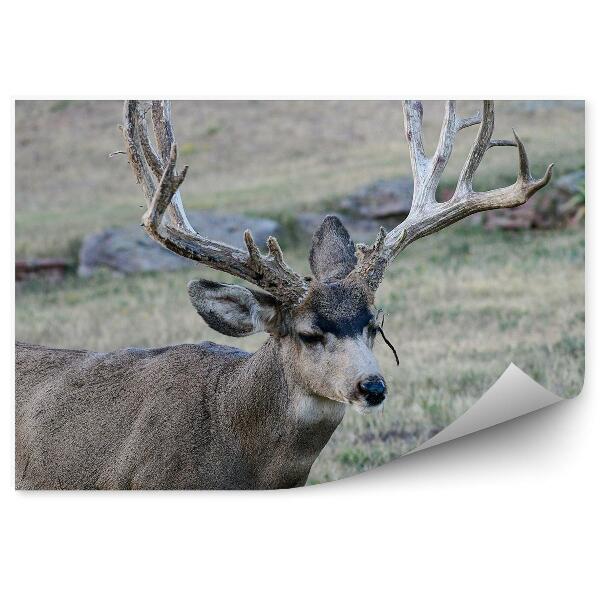 Poszter tapéta Szarvas a réten