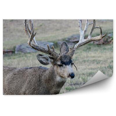 Poszter tapéta Szarvas a réten