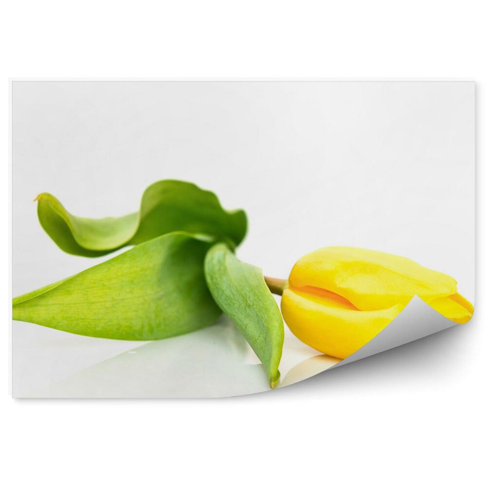 Poszter tapéta Sárga tulipán virágok