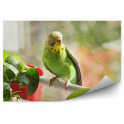 Modern fotótapéta Egy törpepapagáj egy gallyon